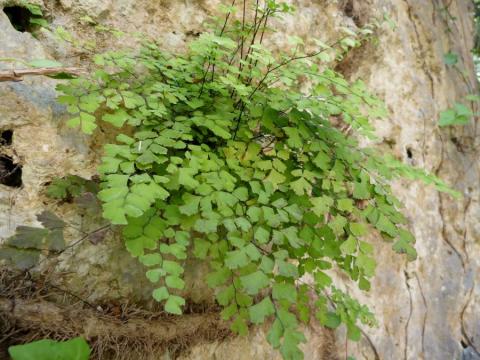 Botanična pot Korte (daljša)