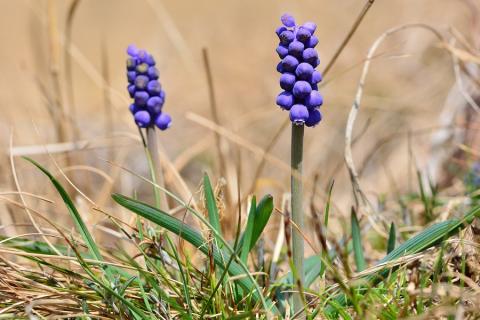Botanična pot Štanjel - Komen