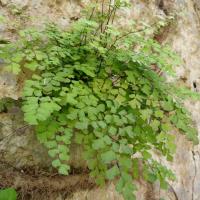 Botanična pot Korte (daljša)